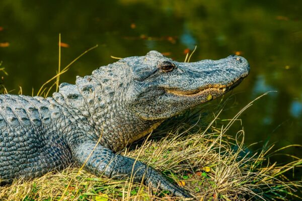 alligator okefenokee