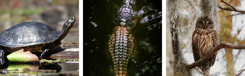 Guide to Visiting the Okefenokee Swamp