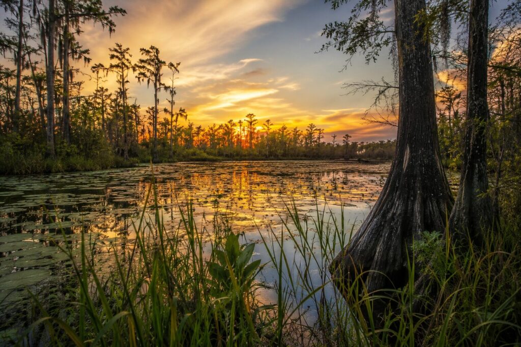 okefenokee photography