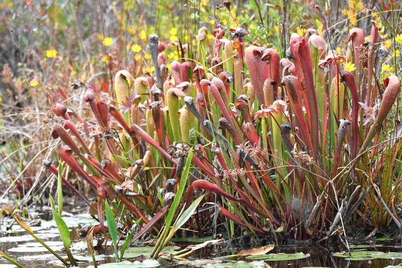 Hooded Pitcher Plants