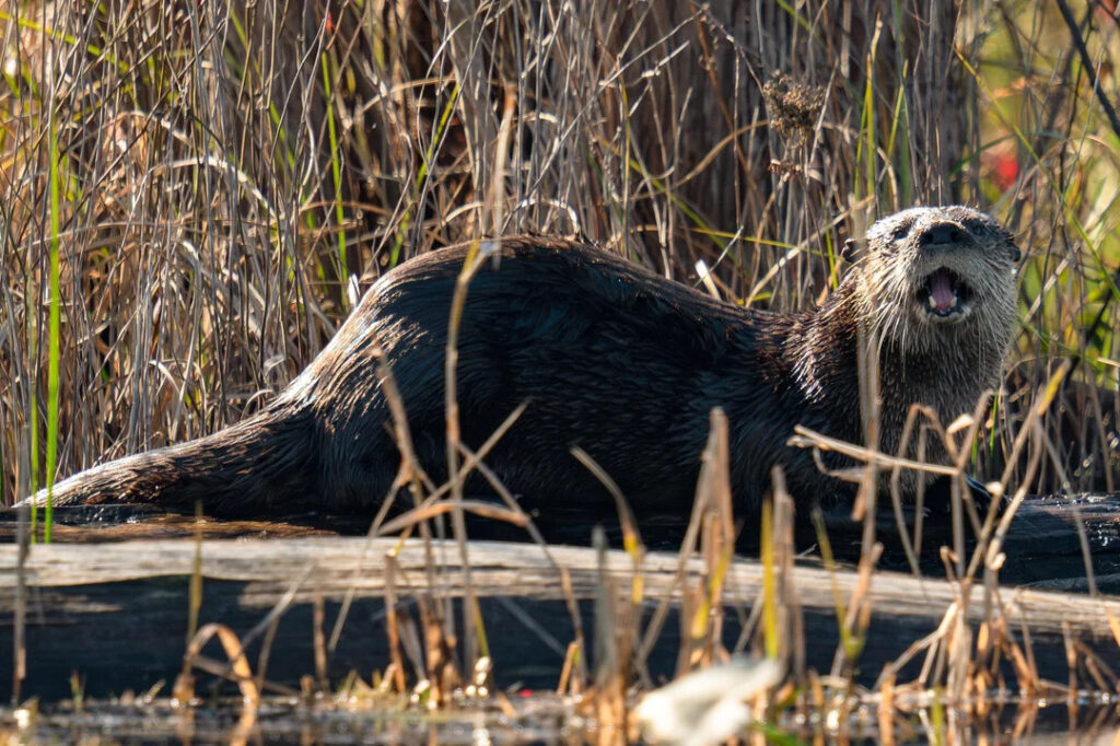 okefenokee black otter